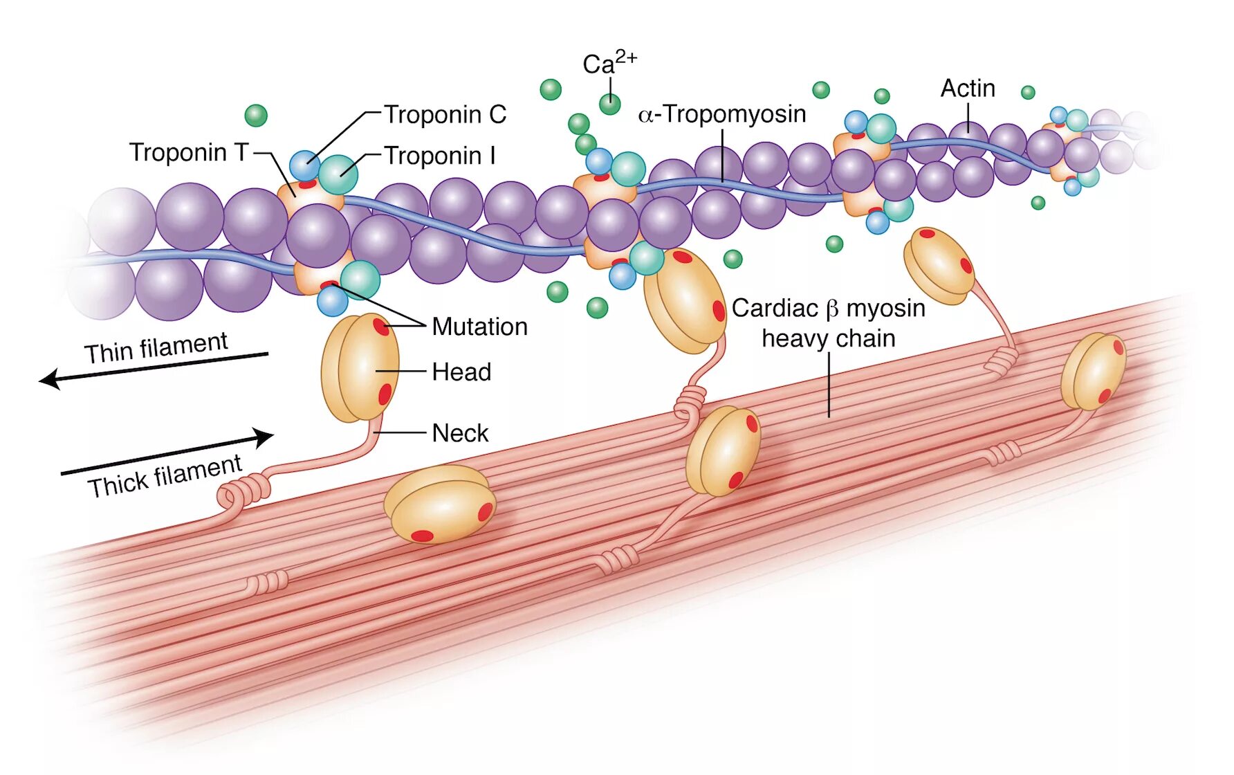 Актино. Актин и миозин. Тропонин и миозин. Актин миозин комплекс. Тропонин 1.