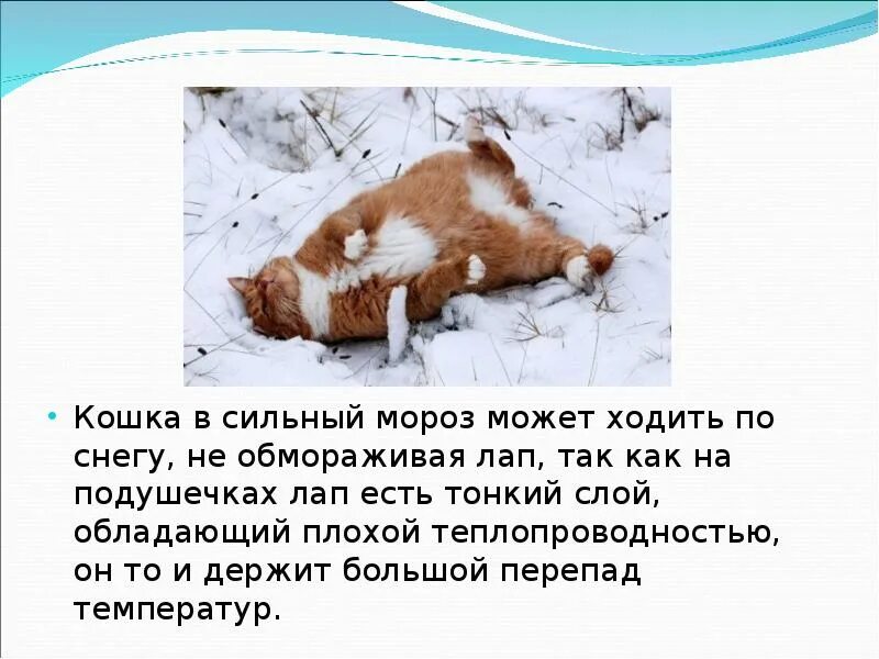 Сильный мороз предложение. Обморожены подушечки лап. Кошачьи живущие в снегах. Кошачья и собачья лапа в сравнении. Какой Мороз может выдержать кошка.