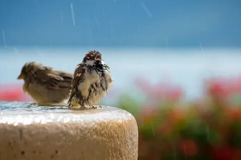 Morning bird