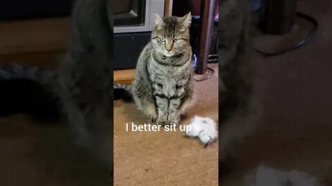 Destroy cat