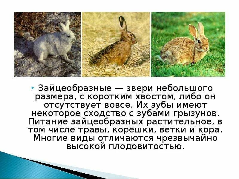 Отряд зайцеобразные тип хордовые класс млекопитающие. Отряд зайцеобразные питание. млекопитающие отряд зайцеобразные. среда обитания отряда зайцеобразные. представители отряда зайцеобразных.
