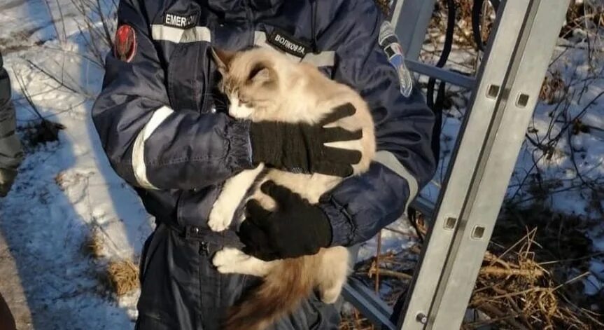 Кошки спасатели. Спасение кошки с дерева. Кот спасатель. МЧС спасает кошку. Кошечки спасают