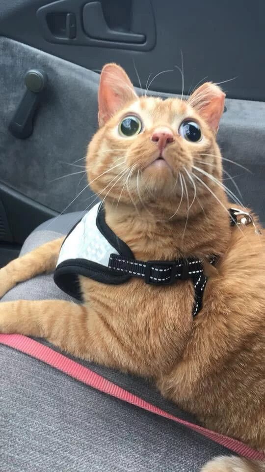 Cat named car. Кошка потато. potato cat.