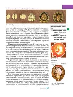 1 оплодотворение развивается