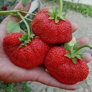 Крупный сорт клубники название