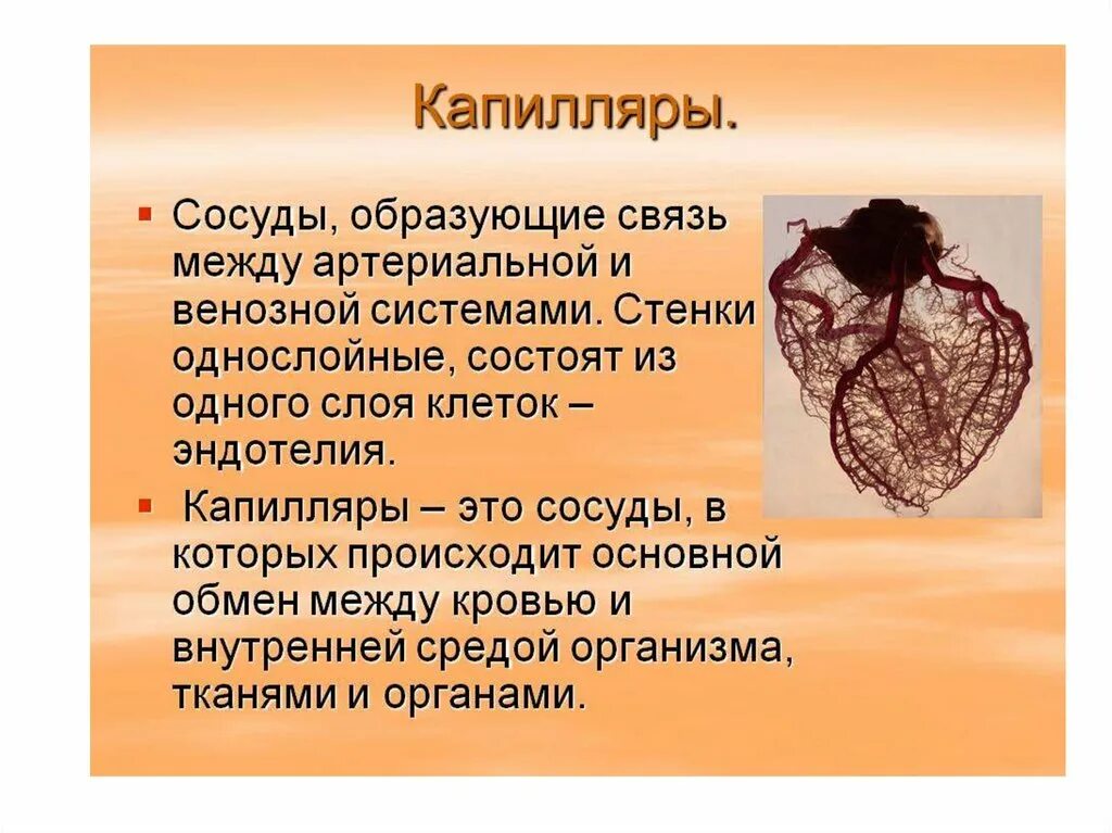 Капеляр. Капилляры в организме человека. Капиллярные кровеносные сосуды.