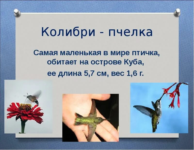 Факты о колибри. Самая маленькая птица в мире Колибри. Самая маленькая птица в мире сообщение. Колибри презентация. Самая маленькая Колибри в мире.