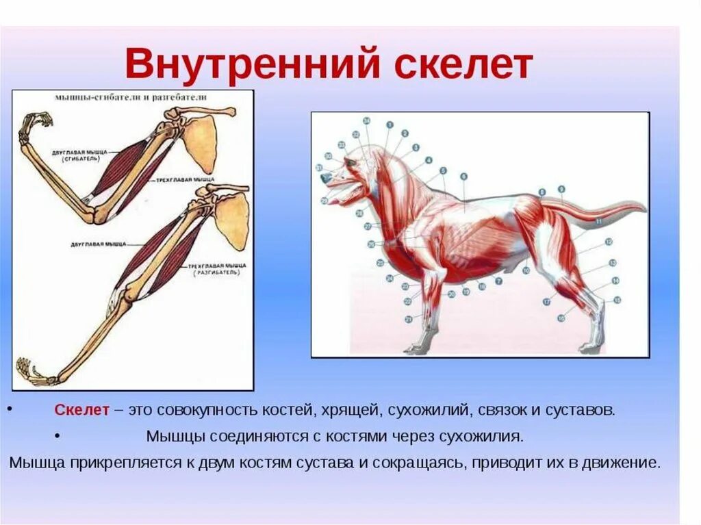 Прочный внутренний скелет