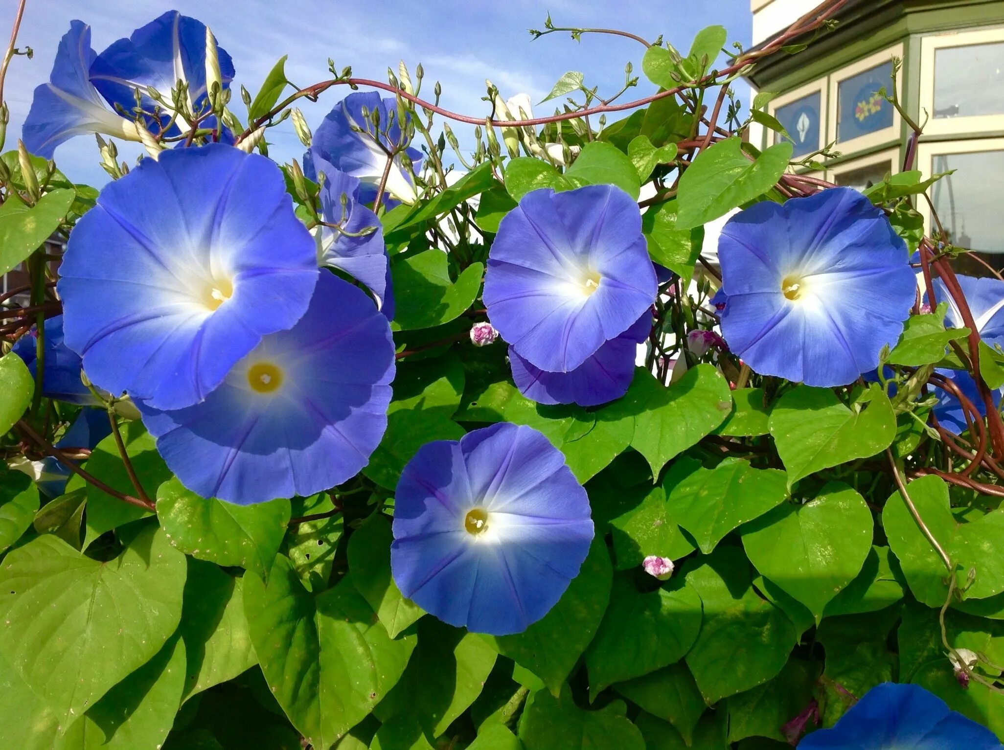 Ипомея пикоти синяя. Ипомея пурпурная. Вьюн ипомея. Ипомея вьющаяся. Ипомея вьющаяся.