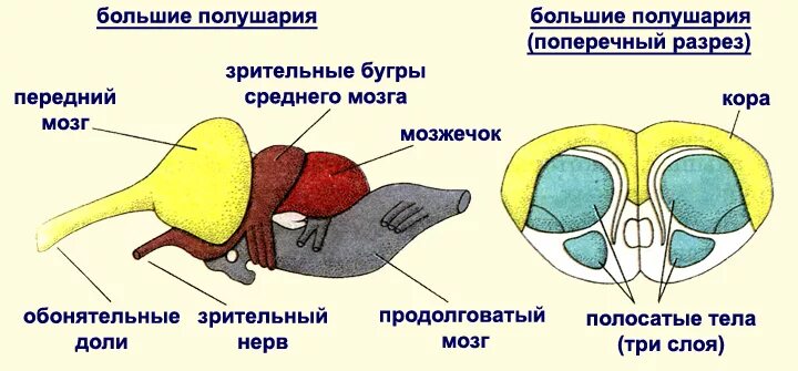 Строение головного мозга пресмыкающихся. Строение головного мозга рептилий. Схема строения головного мозга пресмыкающихся. Строение головного мозга пресмыкающихся рисунок.