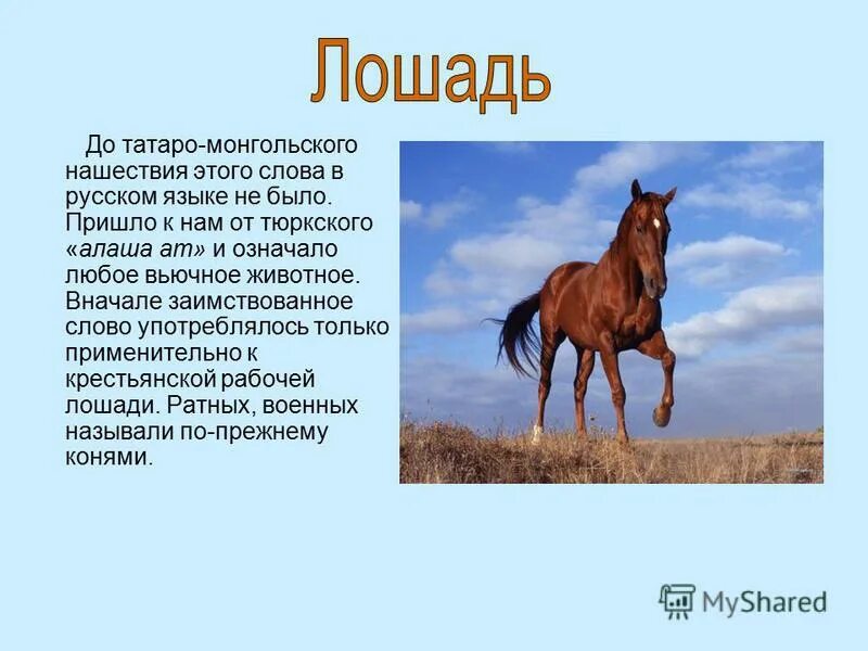 Лошадь какое окончание. Конь склонение существительного. Лошадь какое окончание. Ударные и безударные окончания имен существительных. Лошадь какое окончание.