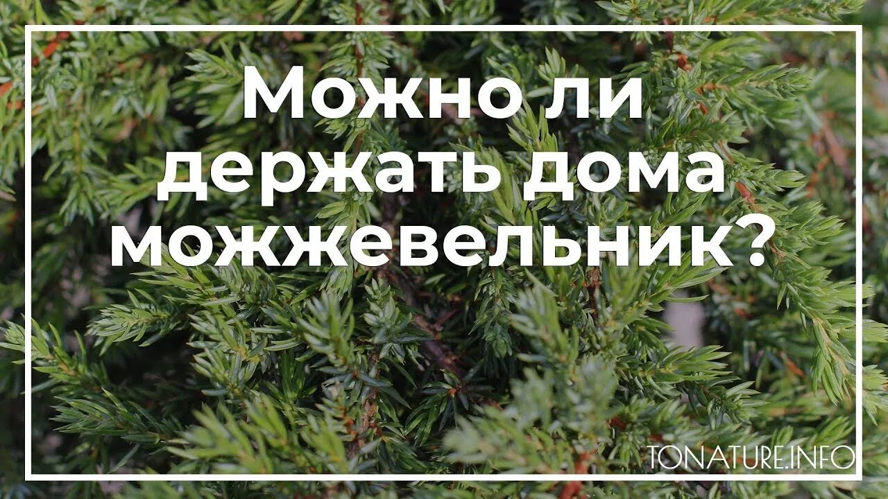 Можно ли сажать можжевельник приметы. Можжевельник приметы и суеверия. Суеверия про можжевельник. Можжевельник приметы. Можжевельник на участке приметы и суеверия.