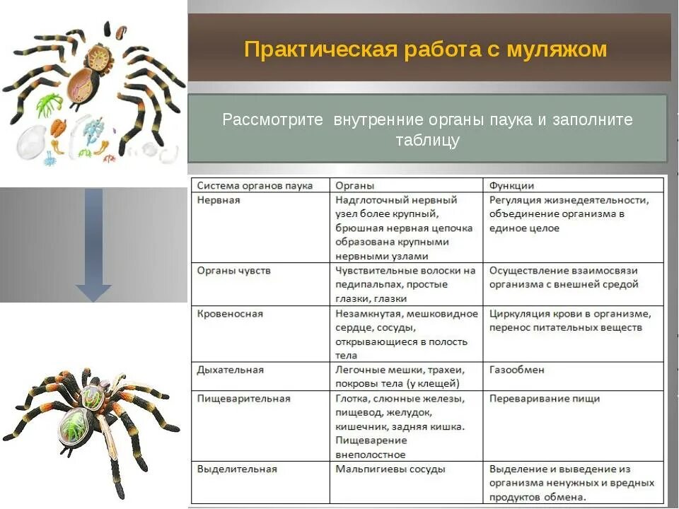 Какие приспособления позволили паукообразным заселить