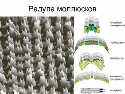 Радула это