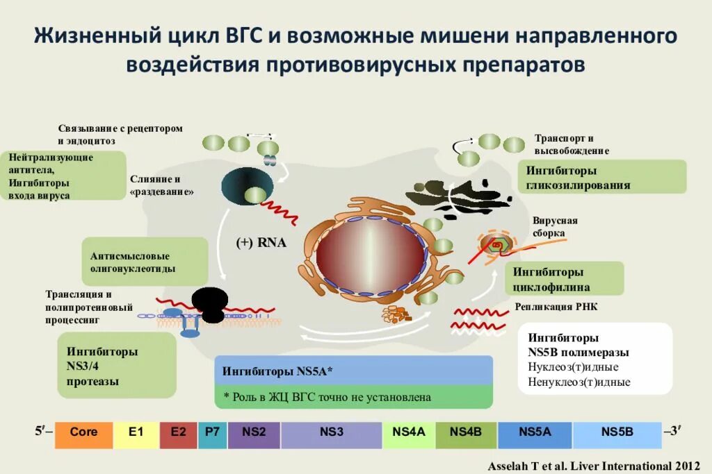 Репликация гепатита б. Жизненный цикл вируса гепатита с. репликация вируса гепатита в. репродукция вируса гепатита в.