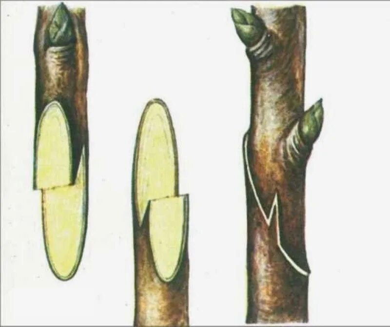 Срез черенка. Улучшенная копулировка плодовых деревьев весной. Улучшенная копулировка яблони. Прививка яблони весной копулировка. Прививка плодовых улучшенная копулировка.