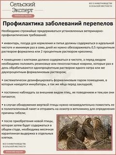 Чем кормить перепелок