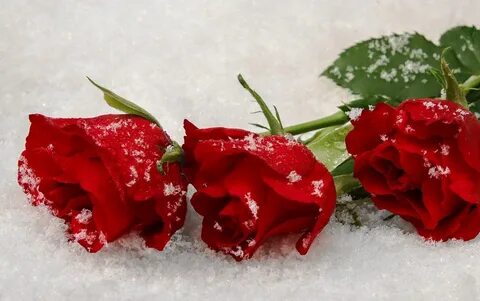 Красивые картинки розы на снегу