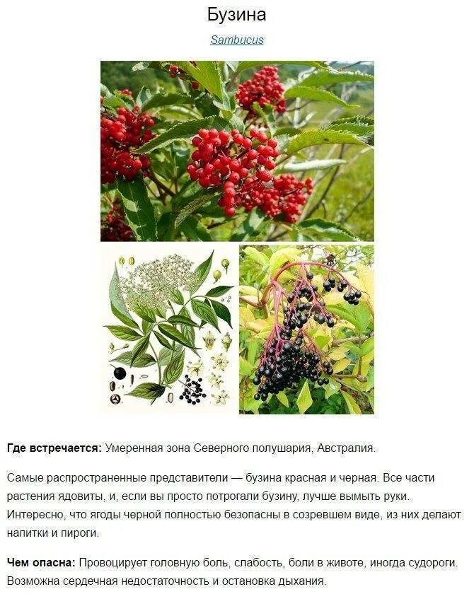 Бузина красная ядовитая. Бузина красная. Бузина красная фото и описание кустарника. Бузина красная ядовитая. Бузина красная фото и описание кустарника.