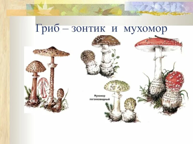 Как отличить зонтик от поганки. Гриб зонтик поганка. гриб зонтик и бледная поганка. зонтик пестрый мухомор пантерный. мухомор пантерный и гриб зонтик.