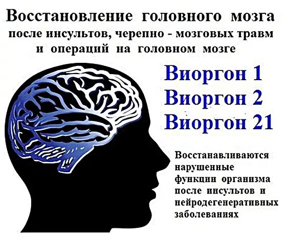 Можно ли восстановить мозг. Восстановление головного мозга. регенерация мозга. восстановление мозга после инсульта. как восстановить головной мозг.