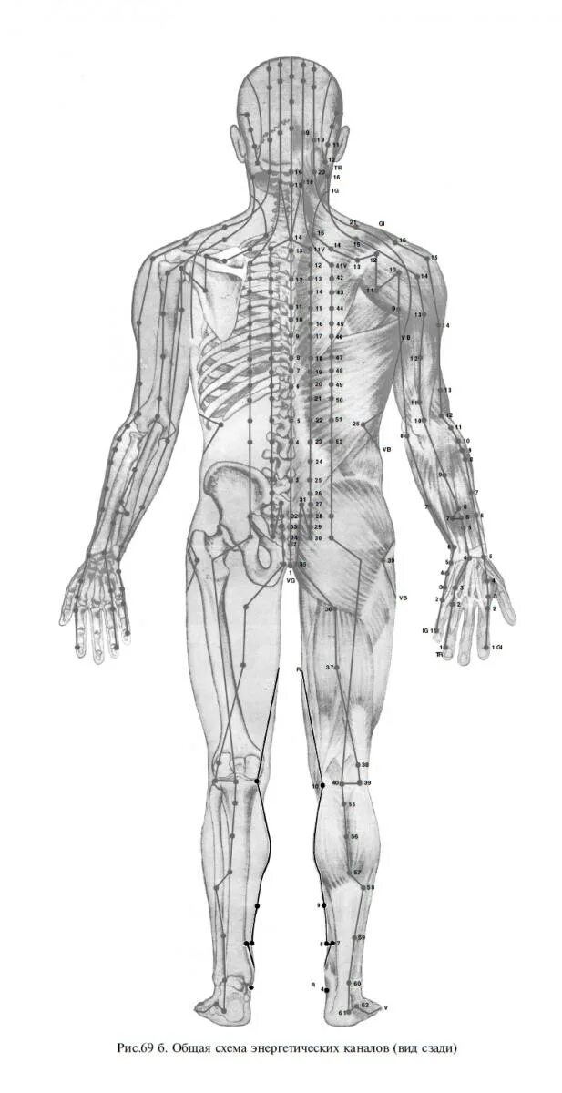 Топографические линии тела человека анатомия. Гор линия теле. Глубинная фронтальная (передняя) линия. Задняя поверхностная линия майерс. Топографические линии грудной клетки сбоку.