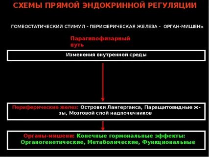 Северо западный эндокринология