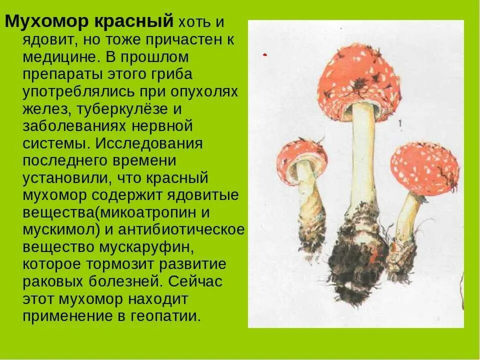 Гриб используется. Информация о ядовитом грибе мухоморе. мухомор красный ядовитый. характеристика мухомора красного. мухомор красный в медицине.