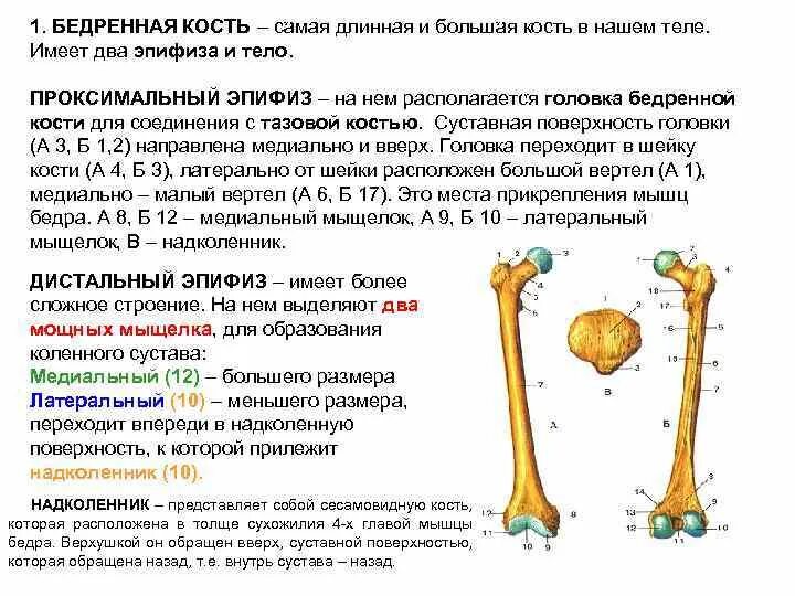 Дистальный эпифиз левой бедренной кости. Диафиз бедренной кости анатомия. Костная структура головки бедренной кости. Структуры дистального эпифиза бедренной кости:.