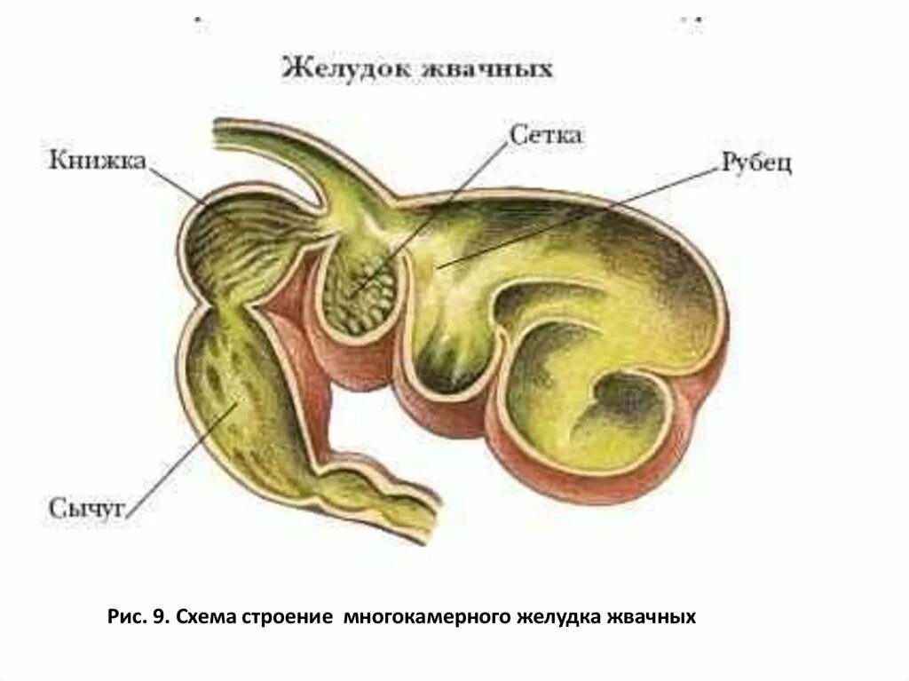 Строение многокамерного желудка коровы. Рубец сетка книжка сычуг. Строение многокамерного желудка КРС. Пищеварительная система жвачных корова.