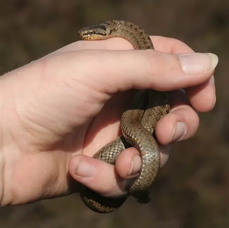 Hero scientist bitten by world's deadliest snakes over 100 times in bid to find 