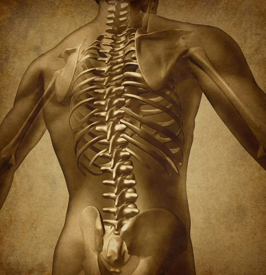 Позвоночник человека. Скелет человека спина позвоночник. Человеческий позвоночник с ребрами.