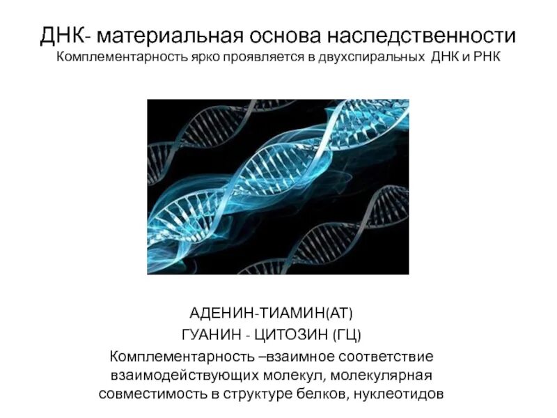 Днк наследственные признаки. Молекулярные основы наследственности. ДНК молекулы наследственности. Материальные основы наследственности. Комплементарность ДНК проявляется.