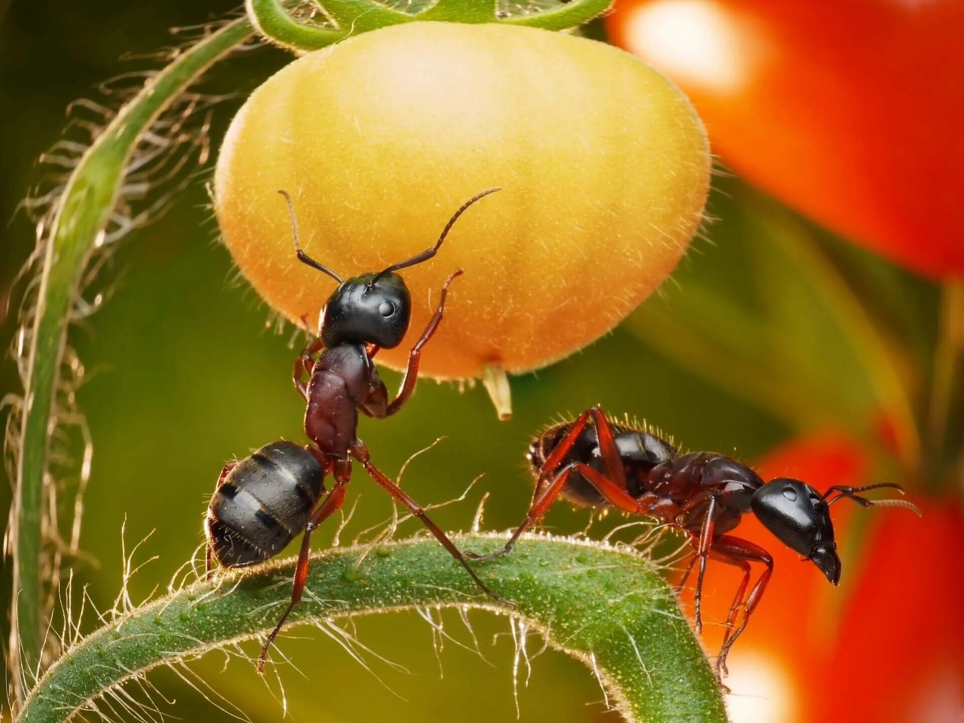 Муравьи фуражиры. Садовые муравьи. Насекомые муравей. Муравьи на участке.