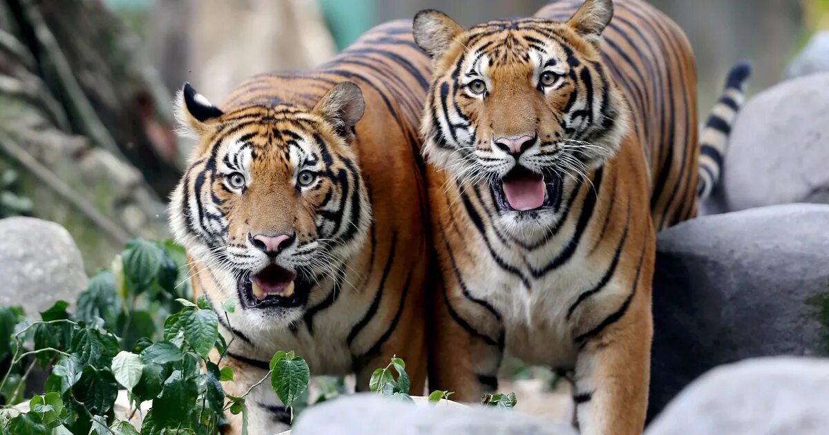 Сохранение тигров. Малайский тигр (Panthera Tigris Jacksoni). Malayan Tiger. Zoo Negara.
