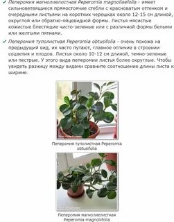 Характеристика пеперомии