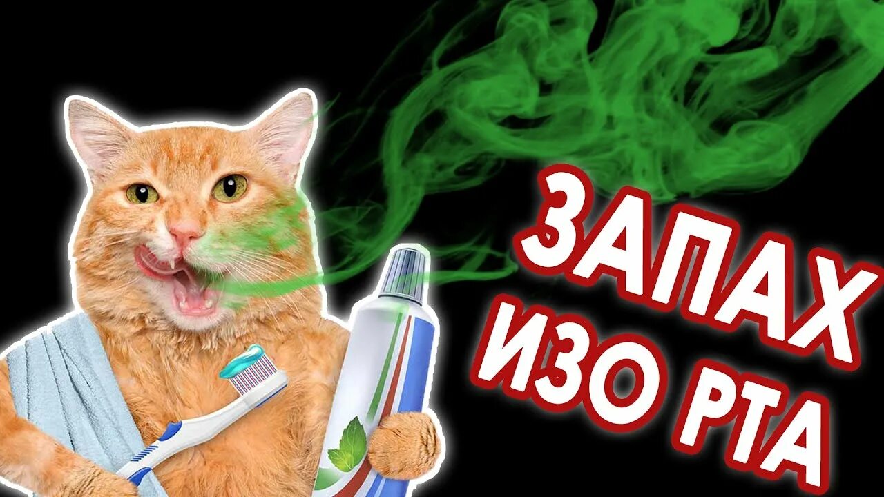 Воняет у кошки изо рта что делать. У кошки запах изо рта причины. У кота пахнет изо рта тухлятиной.