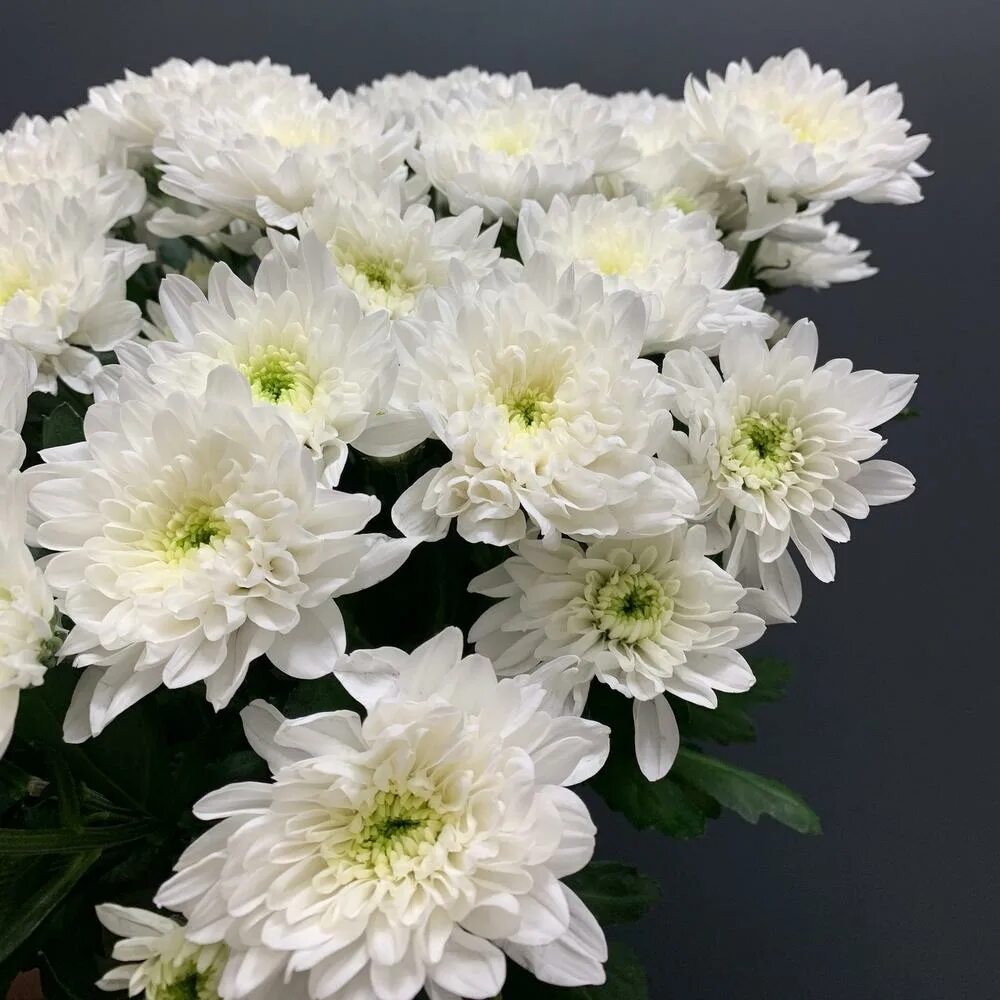 в какой воде стоят хризантемы. в какой воде стоят хризантемы. цветы в вазе. в какой воде стоят хризантемы. астра белая высокая.