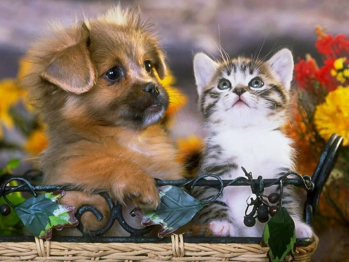 Кошечка. Милые собачата с котятами. Щенок и котенок. Кошечки собачки песенки. Кошечки собачки танцы.
