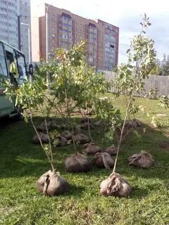 Дуб красноярск