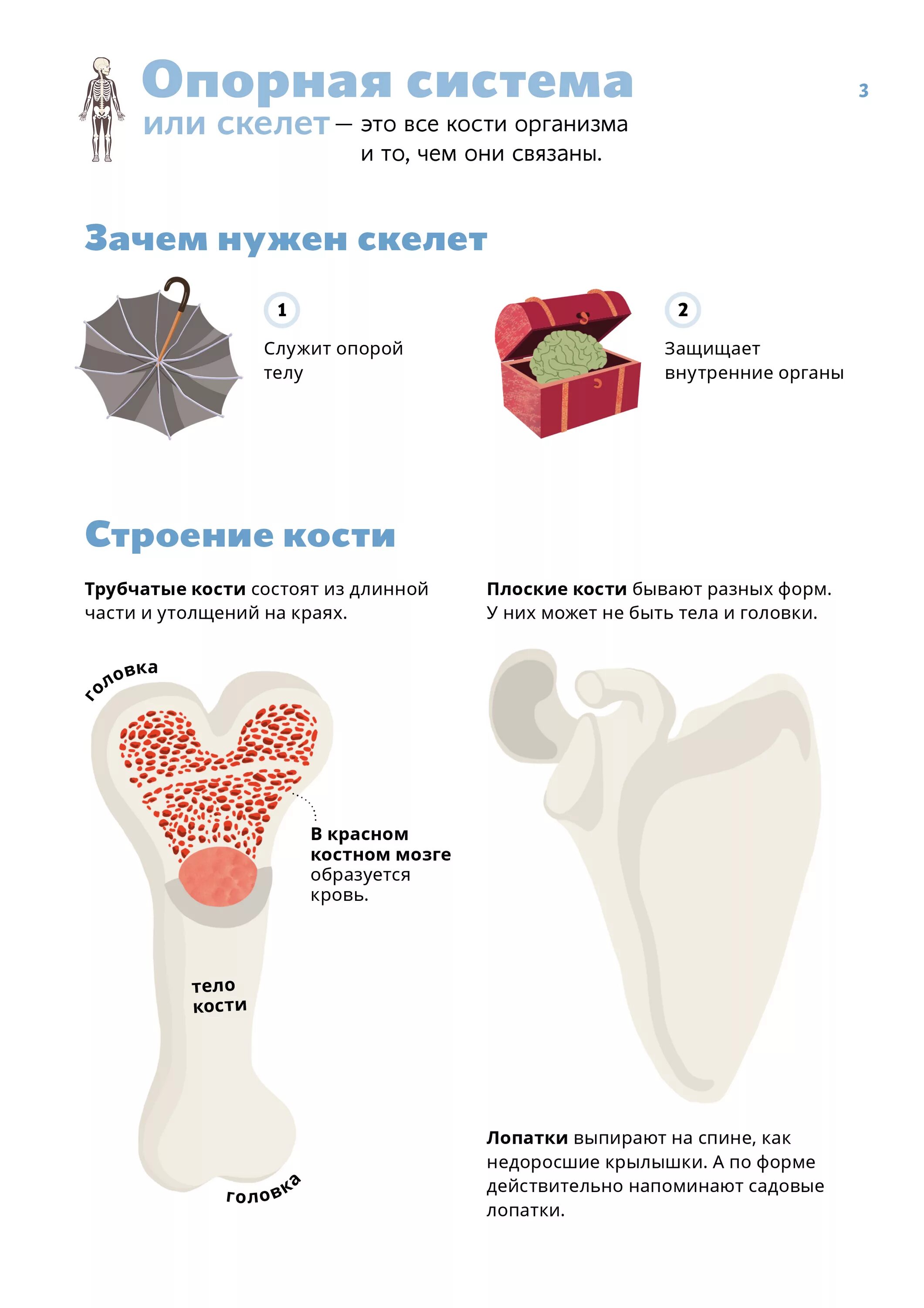 Кровь кости на русском языке. Плоские кости организма. Кость состоит из ткани. Строение кости как органа.