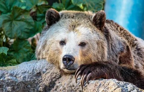 Bear claws