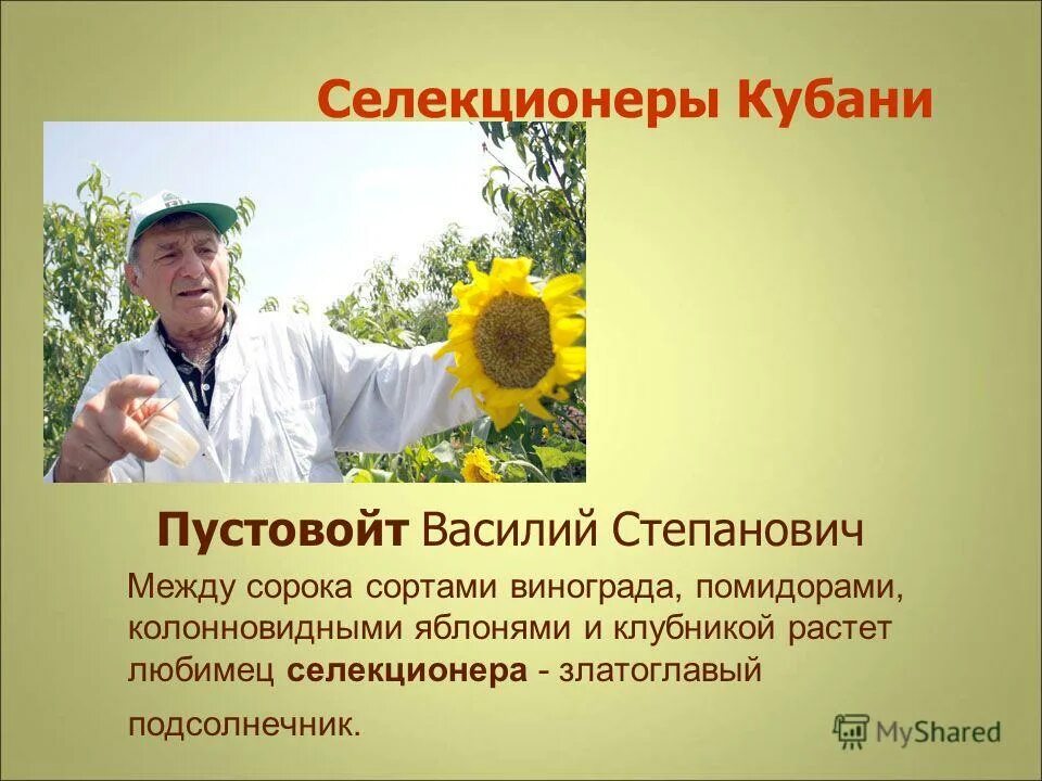 Пустовойт селекционер Кубани. Ученые селекционеры Кубани. Труженики полей Кубани Пустовойт. Кубановедение труженики кубани