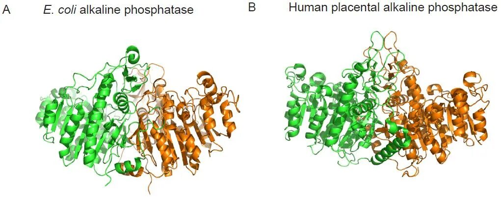 Фосфатаза биохимия. Щелочная фосфатаза структура. Щелочная фосфатаза строение. Структура щелочная фосфатаза биохимия. Кофактор щелочной фосфатазы.