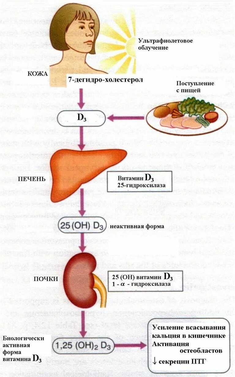 Где происходит синтез витаминов. Витамин д синтезируется в организме. Метаболизм витамина d3. Метаболизм витамина д3. Схема метаболизма витамина д3.