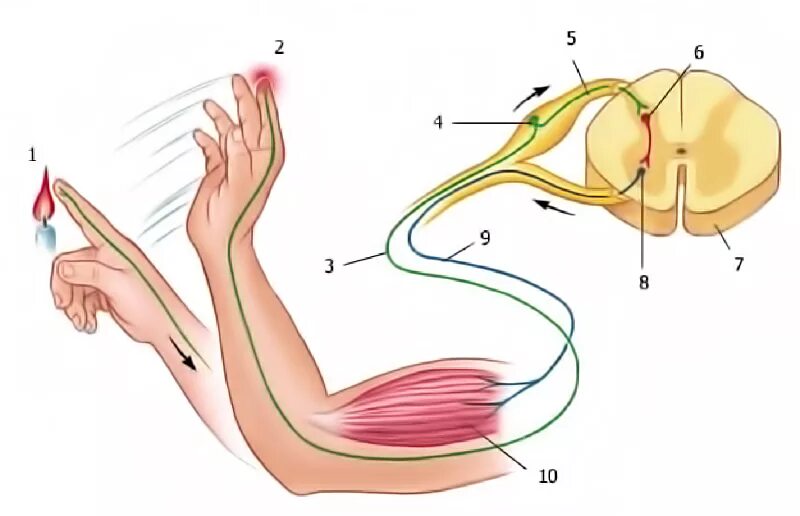 Рефлекс плеча. Рефлекторная дуга отдергивания руки. Рефлекторная дуга отдергивания руки от горячего предмета. Рефлекторная дуга при отдергивание руки. Схема рефлекторной дуги отдергивания руки.