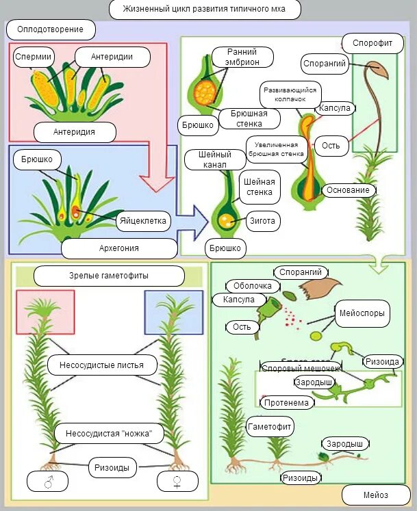 Мох сфагнум стадии жизненного цикла. Жизненный цикл моховидных схема. Жизненный цикл мхов ЕГЭ схема. Жизненный цикл мха с набором хромосом. Цикл развития высших растений схема 15 мхи.