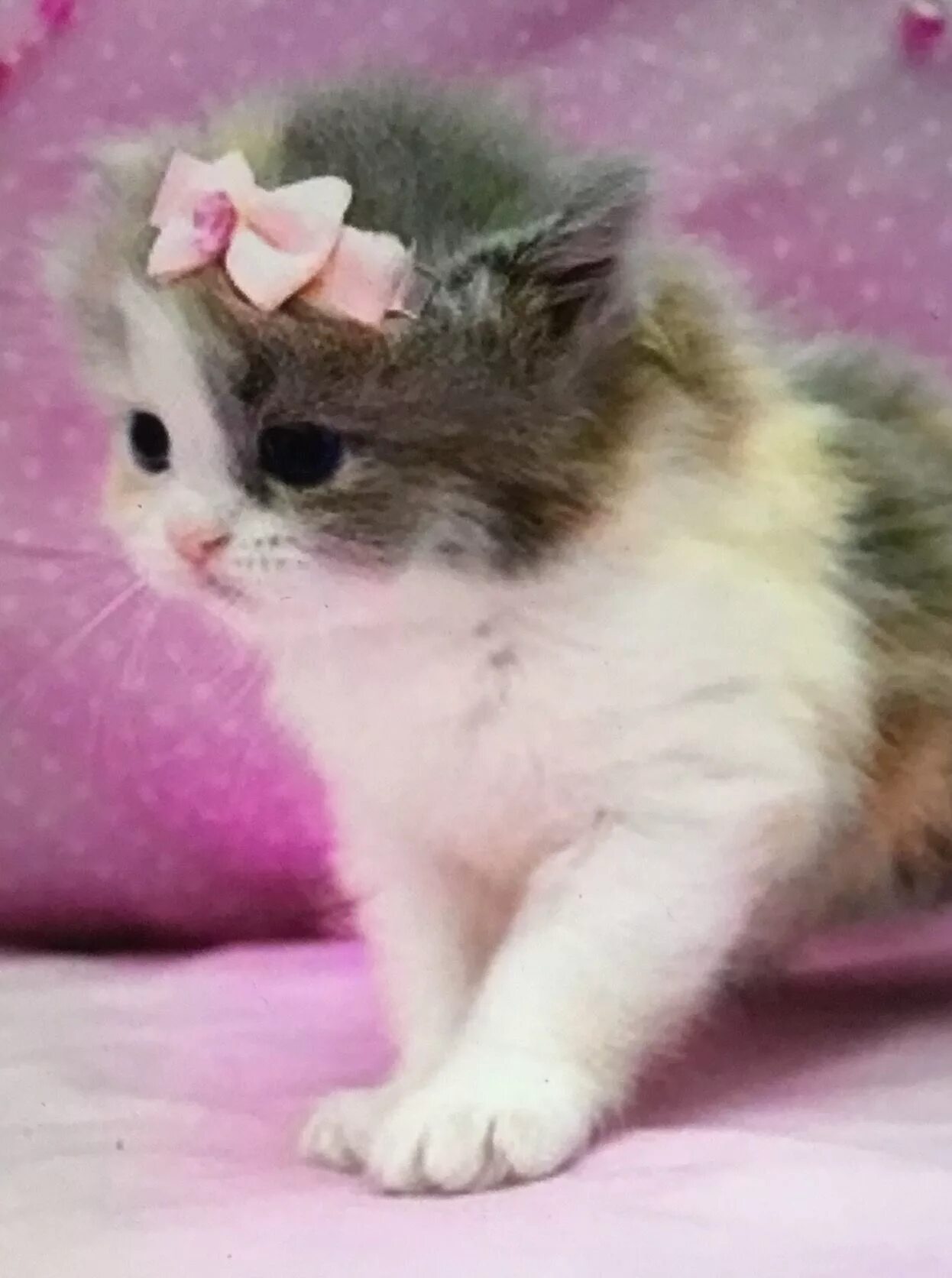 Розовый котенок маленький. Милые котята. маленький котенок. маленькие котята пушистые. котята милые и пушистые.