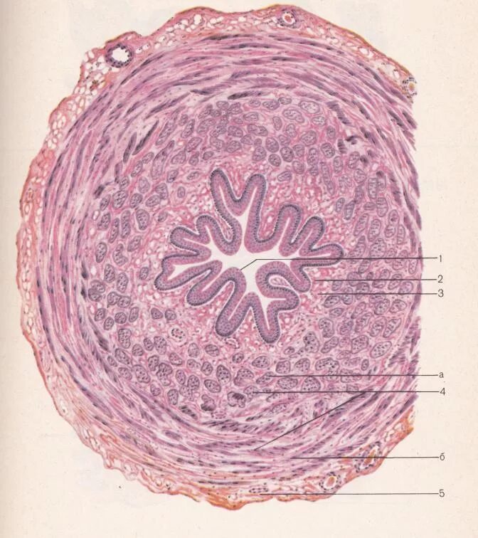 Стенка мочеточника гистология. Мочеточник быка препарат гистология. Мочеточник гистология. Эпителий мочеточника гистология. Поперечный срез мочеточника гистология.