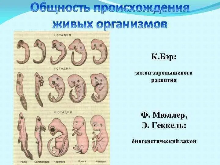 Тест по онтогенезу 10 класс. Биогенетический закон Геккеля Мюллера. Индивидуальное развитие организма онтогенез. Закон Геккеля. Закон биогенетический закон.